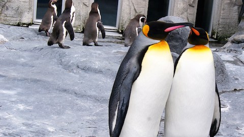 pinguinos