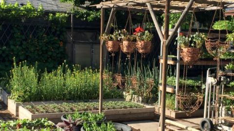 La familia Dervaes produce en su casa la comida suficiente para su consumo e incluso logra vender parte de los productos.