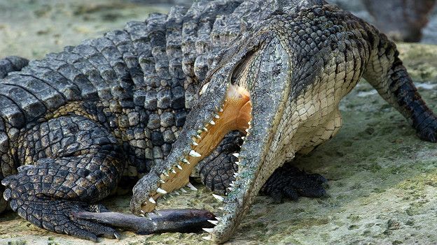 Suelen alimentarse de camarones, peces, insectos, aves y mamíferos, incluidos los humanos. Foto: Getty