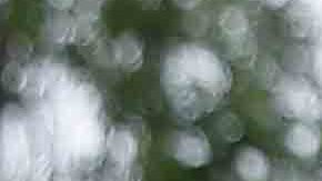 Aficionados al Canelo