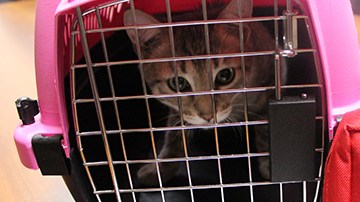 Dentro de un plan de emergencia, las familias deben tener claro qué hacer con las mascotas.