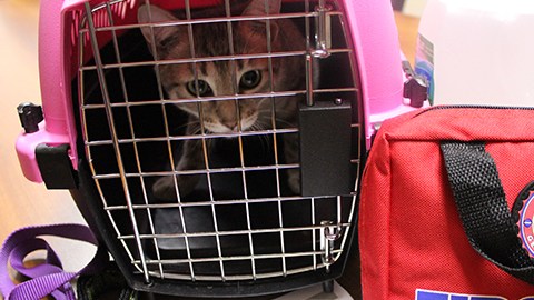 Dentro de un plan de emergencia, las familias deben tener claro qué hacer con las mascotas.