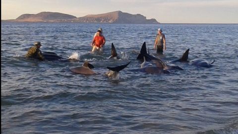 Voluntarios al rescate de ballenas.