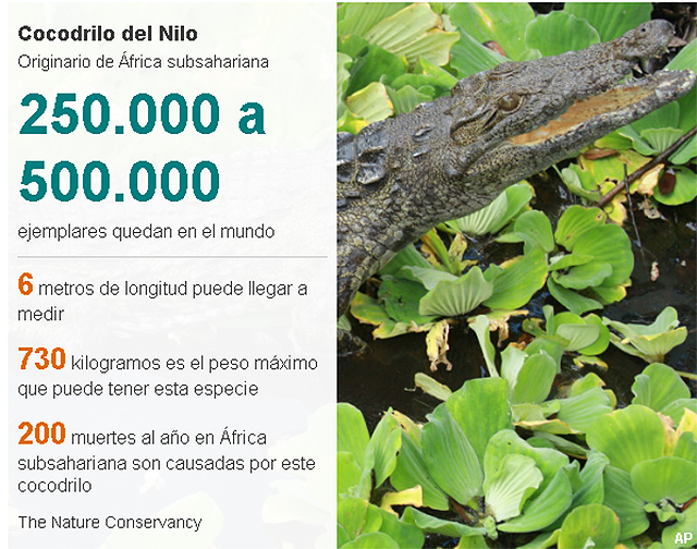 Crocodilo_del_Nilo_grafica_BBC