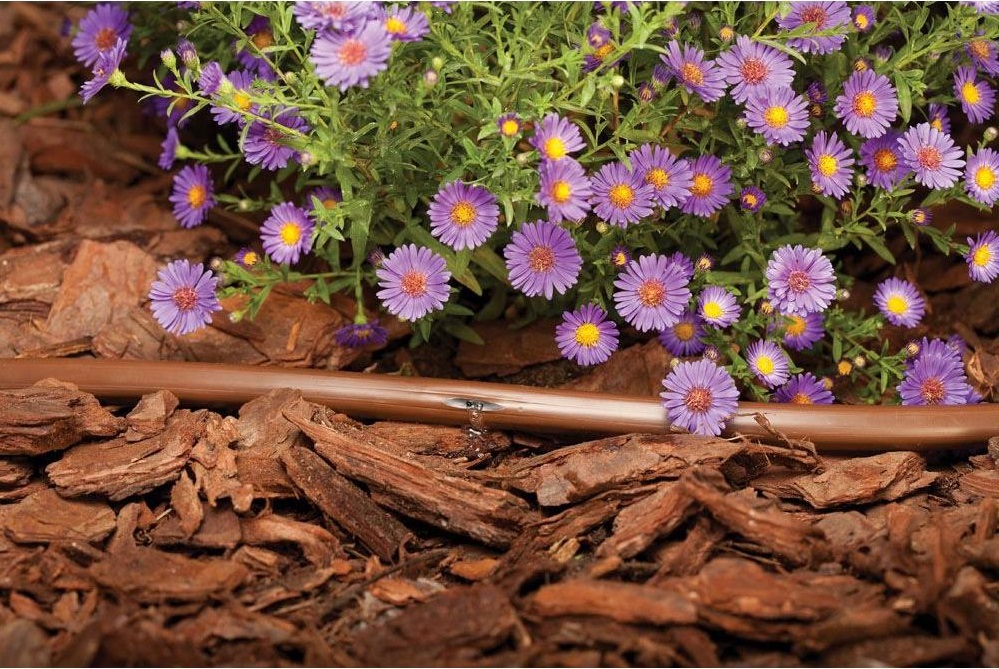 Un césped verde con poca agua | La Opinión