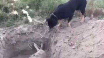 El video fue compartido por el dueño de ambos animales.