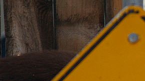 Una osa adulta anduvo por las calles de Pasadena hasta que lograron atraparla.