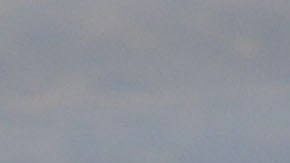 Un cocodrilo americano flota en el agua cerca de Homestead, Florida.