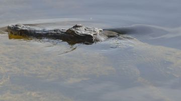 Un cocodrilo americano flota en el agua cerca de Homestead, Florida.