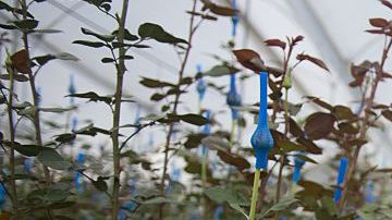Las flores son una de las exportaciones más importantes de Colombia, el país que más ha mejorado en el índice del Banco Mundial que mide el ambiente para los negocios.