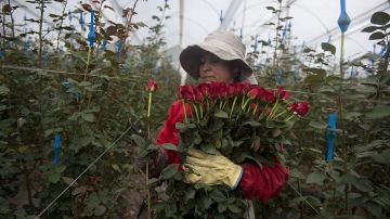 Las flores son una de las exportaciones más importantes de Colombia, el país que más ha mejorado en el índice del Banco Mundial que mide el ambiente para los negocios.