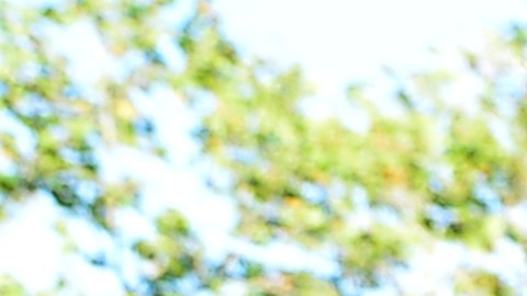 La bandera estelada e símbolo del independentismo de la región de Cataluña.