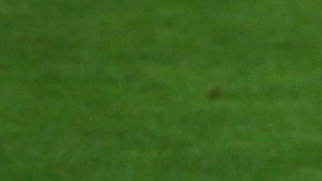 El sueldo que le ofrece el Fenerbahce es superior a lo que le daría el ManU.