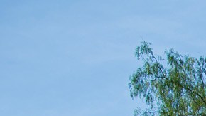 La exhibición ‘Dinosaurs: Unextinct at the L.A. Zoo’ estatá abierta durante algunos de los eventos especiales.