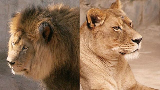 El suicida y los leones muertos en Chile: conoce sus trágicas historias -  La Opinión