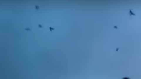 Las palomas con luces emprenden vuelo en Nueva York.