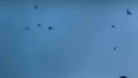 Las palomas con luces emprenden vuelo en Nueva York.