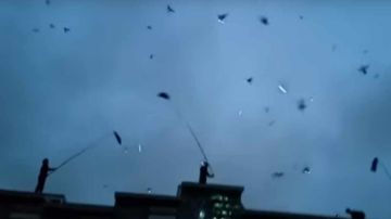 Las palomas con luces emprenden vuelo en Nueva York.