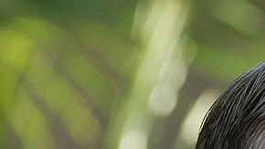 Pete Wilson, ex gobernador de California (Archivo)