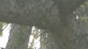 Screen Shot 2016-05-18 at 12.59.04 PM