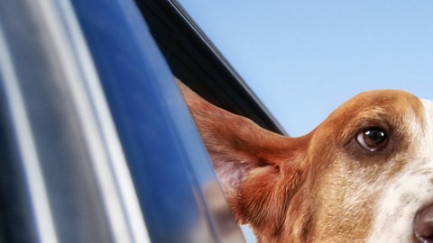 perro auto