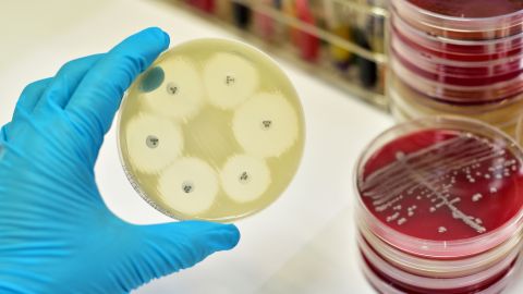 bacteria