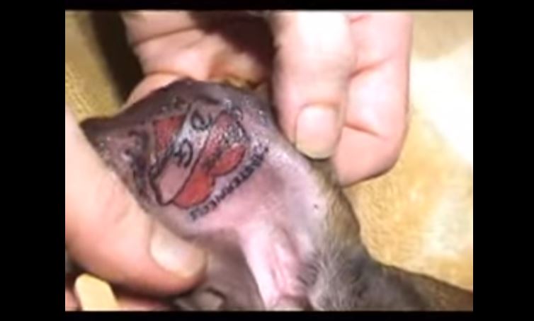 tatuaje perro
