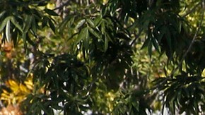 La nueva junta constituida por nueve integrantes y que incluirá un oficial retirado del LASD, tendrá una función asesora sobre la operación de los alguaciles. /AURELIA VENTURA