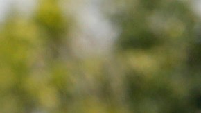 La nueva regla, que entró en efecto el pasado 4 de agosto, indica que "no se dispararan armas de fuego a un vehículo estacionado o en movimiento" o sus ocupantes a menos que los agentes sean amenazados con un arma u otro tipo "de fuerza letal que no sea un auto en movimiento". (Aurelia Ventura/ La Opinion)