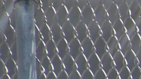 Transferir a un inmigrante lejos de su área puede afectar su representación legal. / archivo.