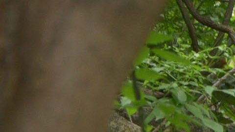 Autoridades mexicanas hallaron los cuerpos de siete leñadores decapitados en la sierra del municipio de El Rosario, en el noroccidental estado de Sinaloa.