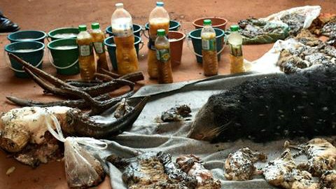 40 cachorros de tigre y hasta un jabalí fueron hallados en los contenedores de basura de este templo.