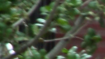 El jefe de la Policía de Los Ángeles, Charlie Beck, confirmó que el autor del tiroteo ocurrido en la UCLA se suicidó tras matar a una víctima.