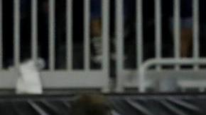 Chicharito festeja a Tecatito tras el golazo que consiguió Jesús Corona.