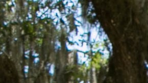 El gobernador de Florida, Rick Scott (d), deposita unas flores en las afueras del Capitolio Histórico en Tallahassee, cerca de una de las 49 banderas puestas como tributo a los muertos de la matanza en Orlando. Foto: EFE