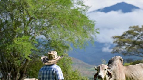 Ganadero en su campo rodeado de montañas en el Departamento del Cauca en Colombia