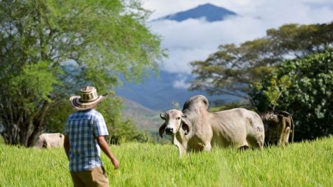 Ganadero en su campo rodeado de montañas en el Departamento del Cauca en Colombia