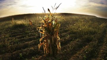 Greenpeace considera que la única solución a la seguridad alimentaria son los cultivos ecológicos.