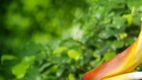 El cálao es un ave del viejo mundo.