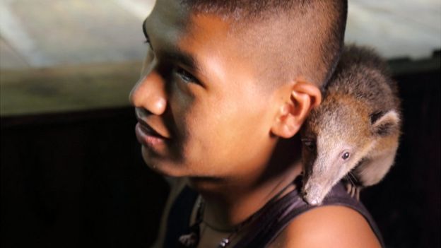 Las mascotas también son más adecuadas para la jungla, como este coatí llamado Pelusa. En este campamento también tienen perros.