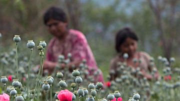 Mujeres trabajan en un campo de amapolas en el estado de Guerrero, México.