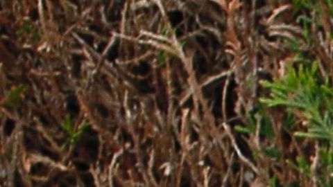 Un hombre regala flores a un policía frente a la residencia en Magnanville donde fue asesinado el comandante de la policía Jean-Baptiste Salvint y su esposa frente a su hijo pequeño.