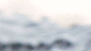 La Policía aún busca al menor arrastrado por un caimán en el parque Disney de Florida.