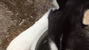 husky burbujas