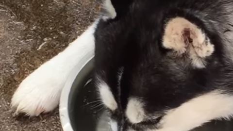 husky burbujas