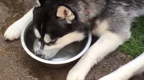 husky burbujas