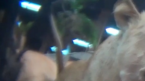 Captura del video grabado por HSUS en la feria Safari Club International en Las Vegas.