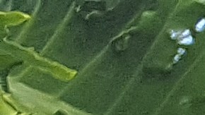 Miguel Carrasquillo apoyaba la muerte asistida.