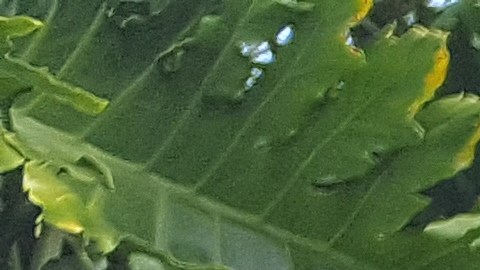 Miguel Carrasquillo apoyaba la muerte asistida.