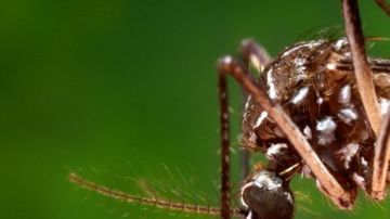 mosquito